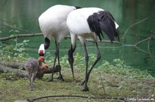 Mandschurenkraniche (Grus japonensis) im Kölner Zoo