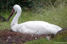 Schneekranich (Leucogeranus leucogeranus) im Kölner Zoo