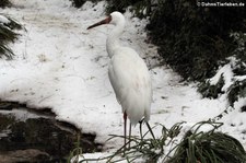 Schneekranich (Leucogeranus leucogeranus) im Kölner Zoo