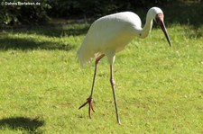 Schneekranich (Leucogeranus leucogeranus) im Kölner Zoo