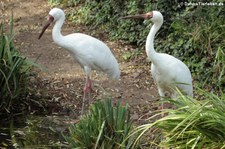 Schneekraniche (Leucogeranus leucogeranus) im Kölner Zoo