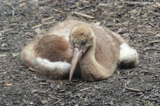 Junger Schneekranich (Leucogeranus leucogeranus) im Kölner Zoo