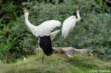 Schneekraniche (Leucogeranus leucogeranus) im Kölner Zoo