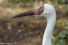 Schneekranich (Leucogeranus leucogeranus) im Kölner Zoo