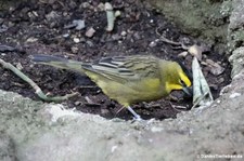 Grüntangare (Gubernatrix cristata) im Kölner Zoo