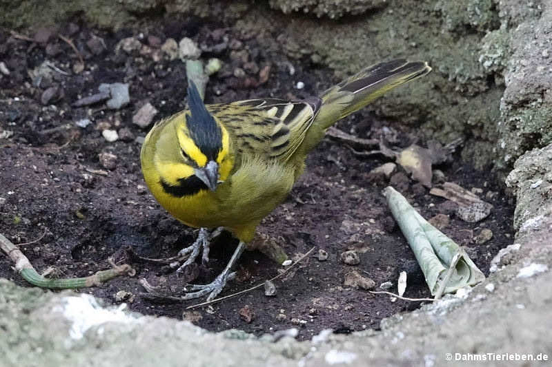 Grüntangare Gubernatrix cristata-3