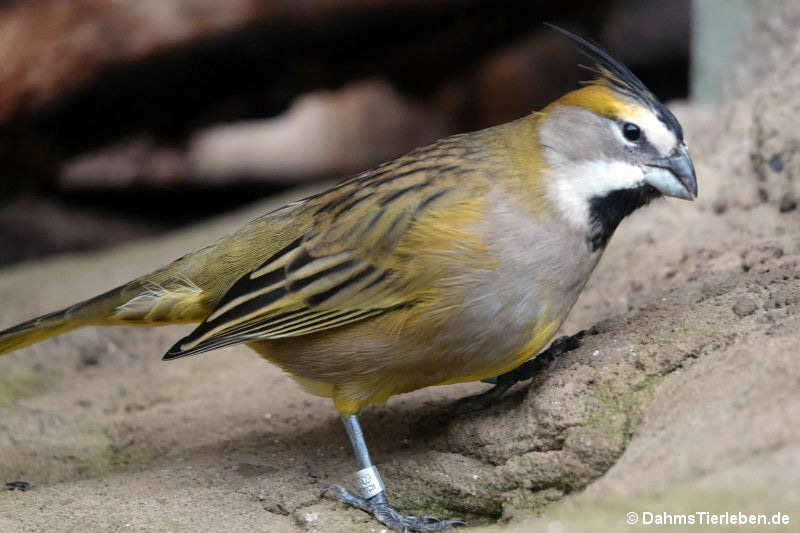 Grüntangare (Gubernatrix cristata)