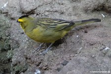 Grüntangare (Gubernatrix cristata) im Kölner Zoo