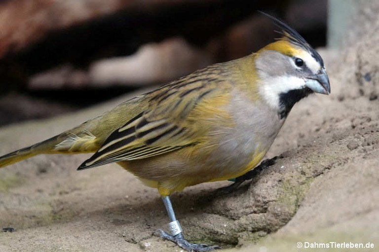 Gubernatrix cristata