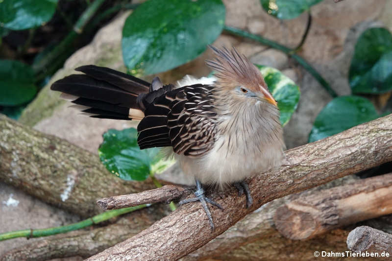 Guirakuckuck (Guira guira)