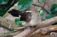 Guirakuckuck (Guira guira) im Kölner Zoo