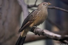 Guirakuckuck (Guira guira) im Kölner Zoo