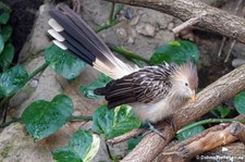 Guirakuckuck (Guira guira) im Kölner Zoo