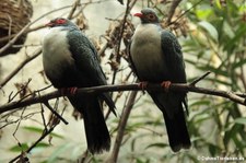 Albertistaube (Gymnophaps albertisii) im Kölner Zoo