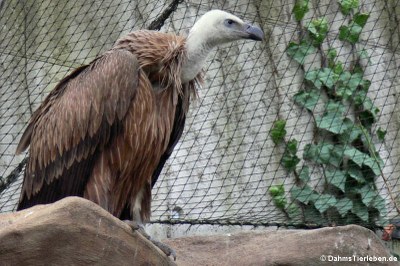 Gänsegeier (Gyps fulvus)