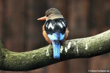 Graukopfliest (Halcyon leucocephala) im Kölner Zoo