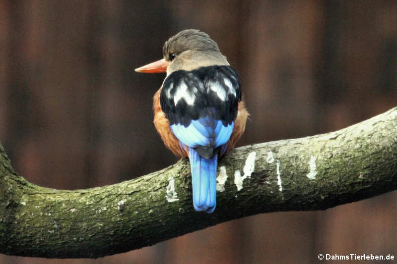 Graukopfliest (Halcyon leucocephala)