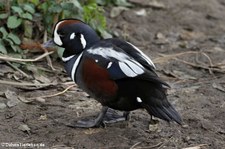 Zoo Köln