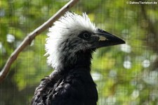 Weißkopf-Hornvogel (Horizocerus albocristatus) im Kölner Zoo