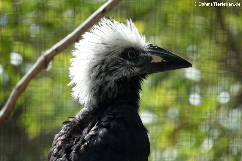 Weißkopf-Hornvogel (Horizocerus albocristatus)