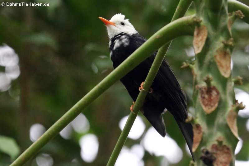 Hypsipetes leucocephalus-2