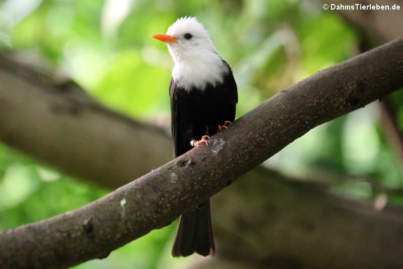 China-Rotschnabelbülbül (Hypsipetes leucocephalus)