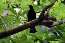 Elfenblauvogel oder Türkisfeenvogel (Irena puella) im Kölner Zoo