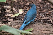 Elfenblauvogel oder Türkisfeenvogel (Irena puella) im Zoo Köln