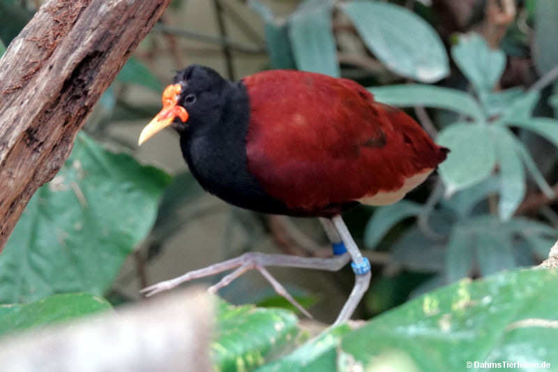 Jacana jacana