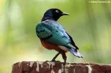 Dreifarben-Glanzstar (Lamprotornis superbus) im Kölner Zoo