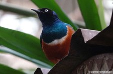 Lamprotornis superbus-4