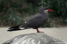 Inkaseeschwalbe (Larosterna inca) im Kölner Zoo