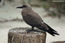 Junge Inkaseeschwalbe (Larosterna inca) im Kölner Zoo