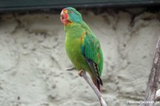 Schwalbensittich (Lathamus discolor) im Kölner Zoo