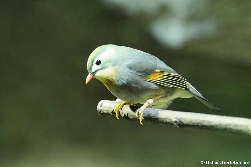 Sonnenvogel oder Chinanachtigall (Leiothrix lutea)