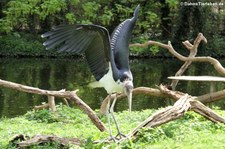 Marabu (Leptoptilus crumenifer) im Kölner Zoo