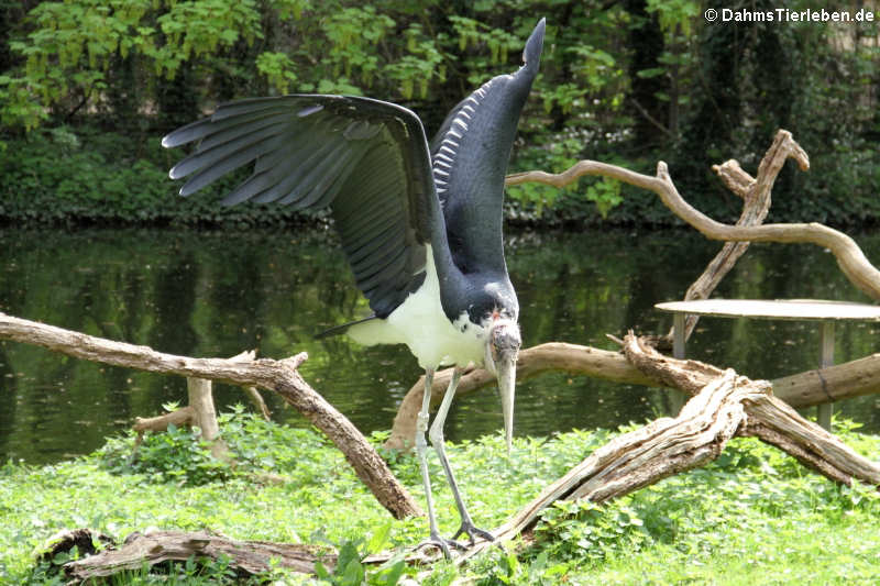 Leptoptilos crumenifer-2