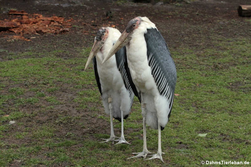 Leptoptilus crumenifer