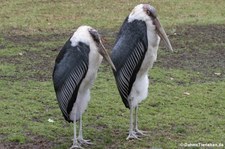 Marabus (Leptoptilus crumenifer) im Kölner Zoo