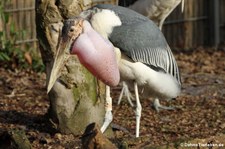 Marabu (Leptoptilus crumenifer) im Kölner Zoo