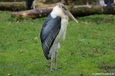 Marabu (Leptoptilus crumenifer) im Kölner Zoo