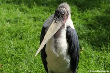 Marabu (Leptoptilus crumenifer) im Kölner Zoo