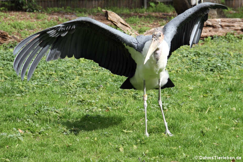 Leptoptilos crumenifer-5