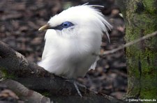 Balistar (Leucopsar rothschildi) im Zoo Köln