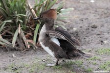 weiblicher Kappensäger (Lophodytes cucullatus) im Kölner Zoo