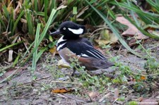 männlicher Kappensäger (Lophodytes cucullatus) im Kölner Zoo