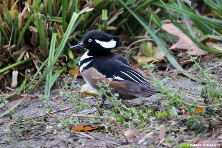 Lophodytes cucullatus