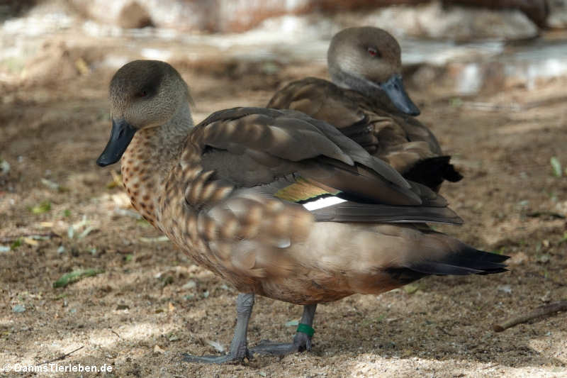 Lophonetta specularioides specularioides-2