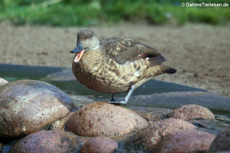 Patagonische Schopfente (Lophonetta specularioides specularioides)