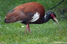 Schopfibis (Lophotibis cristata) im Kölner Zoo